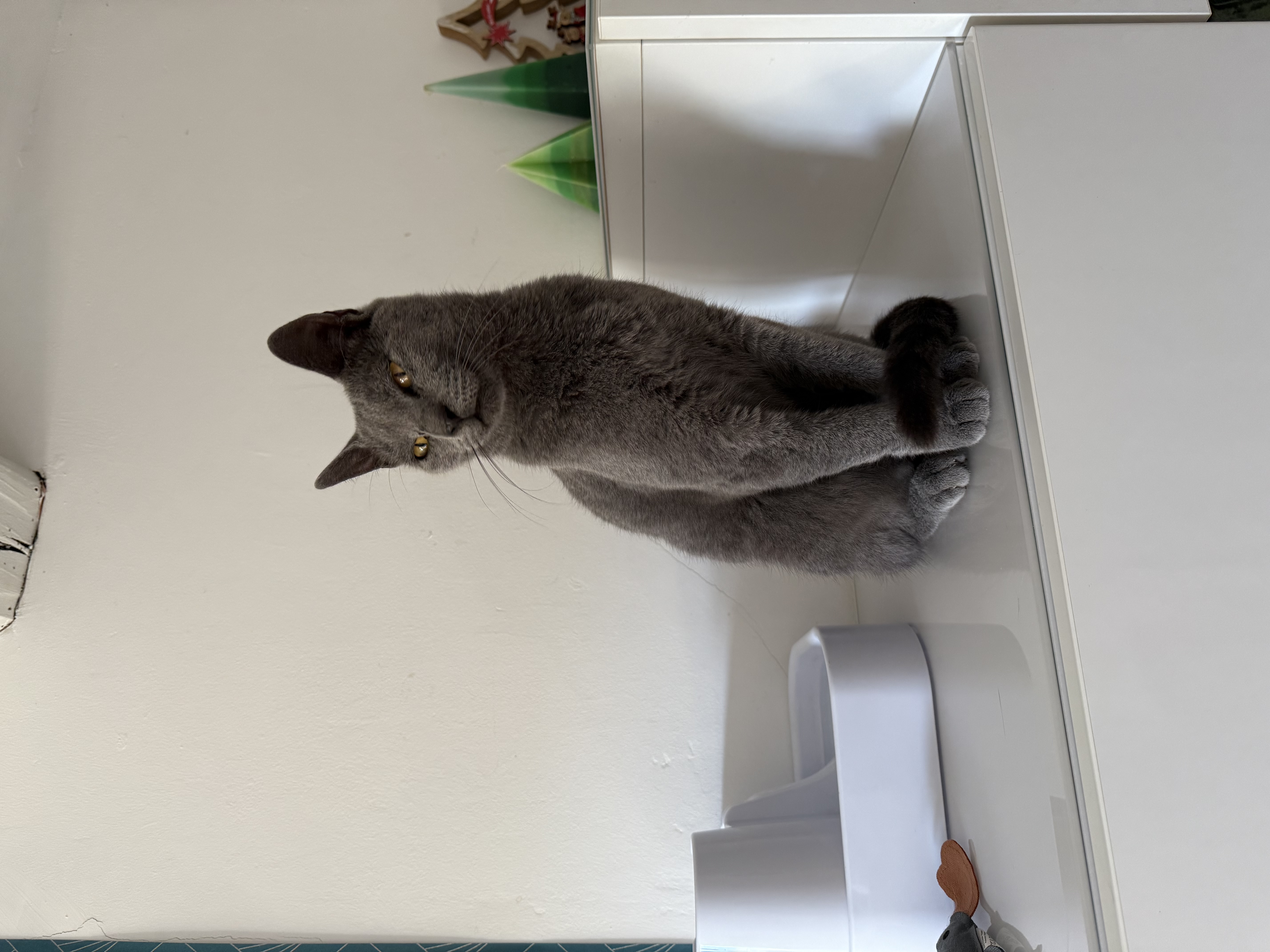 Photo de l'animal