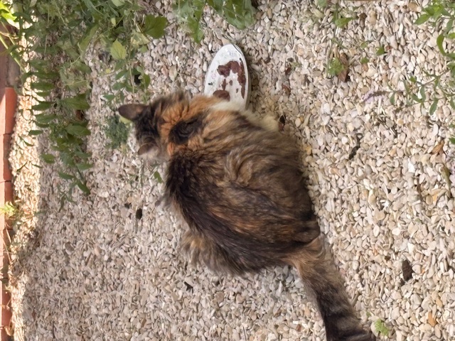 Photo de l'animal