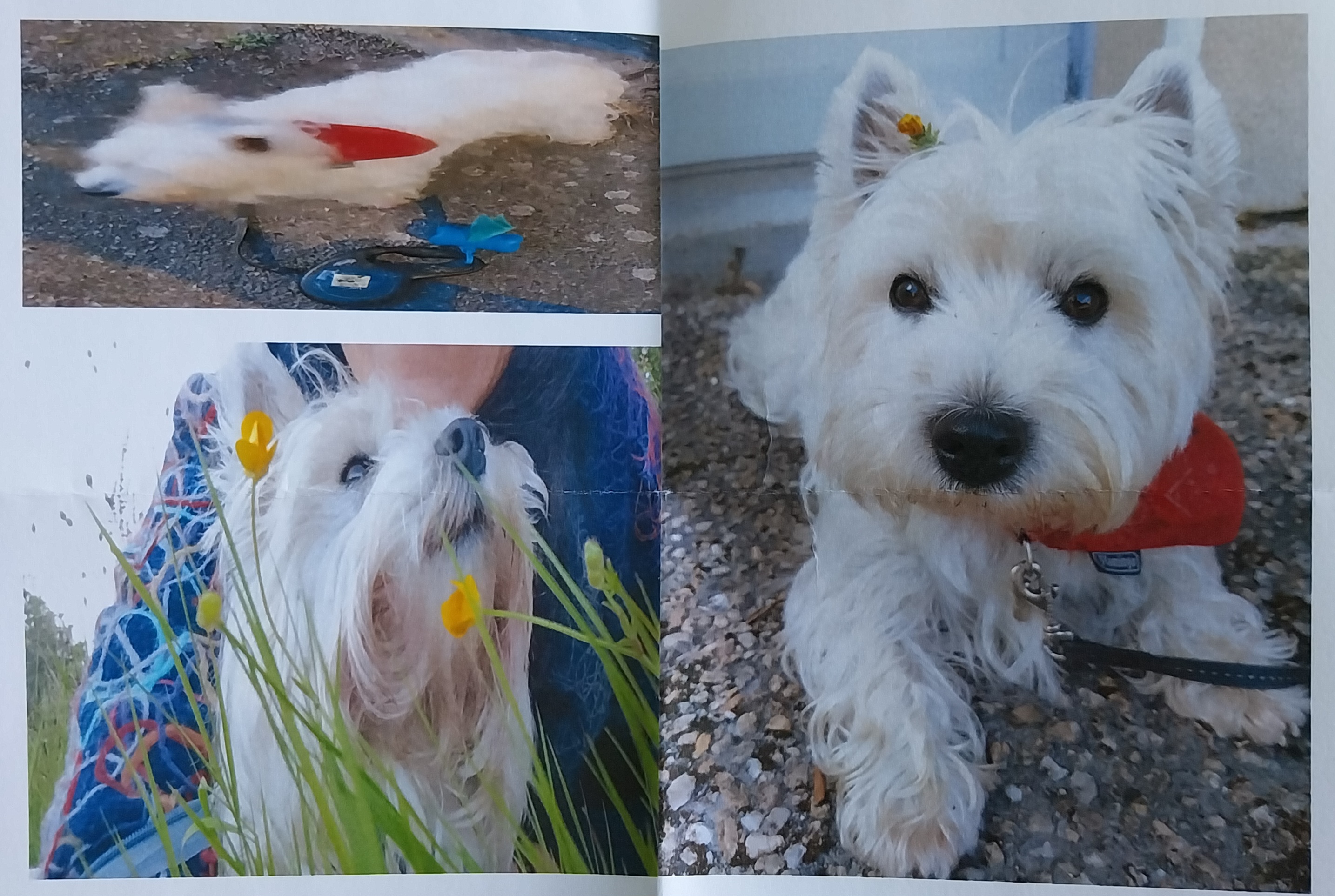 Photo de l'animal