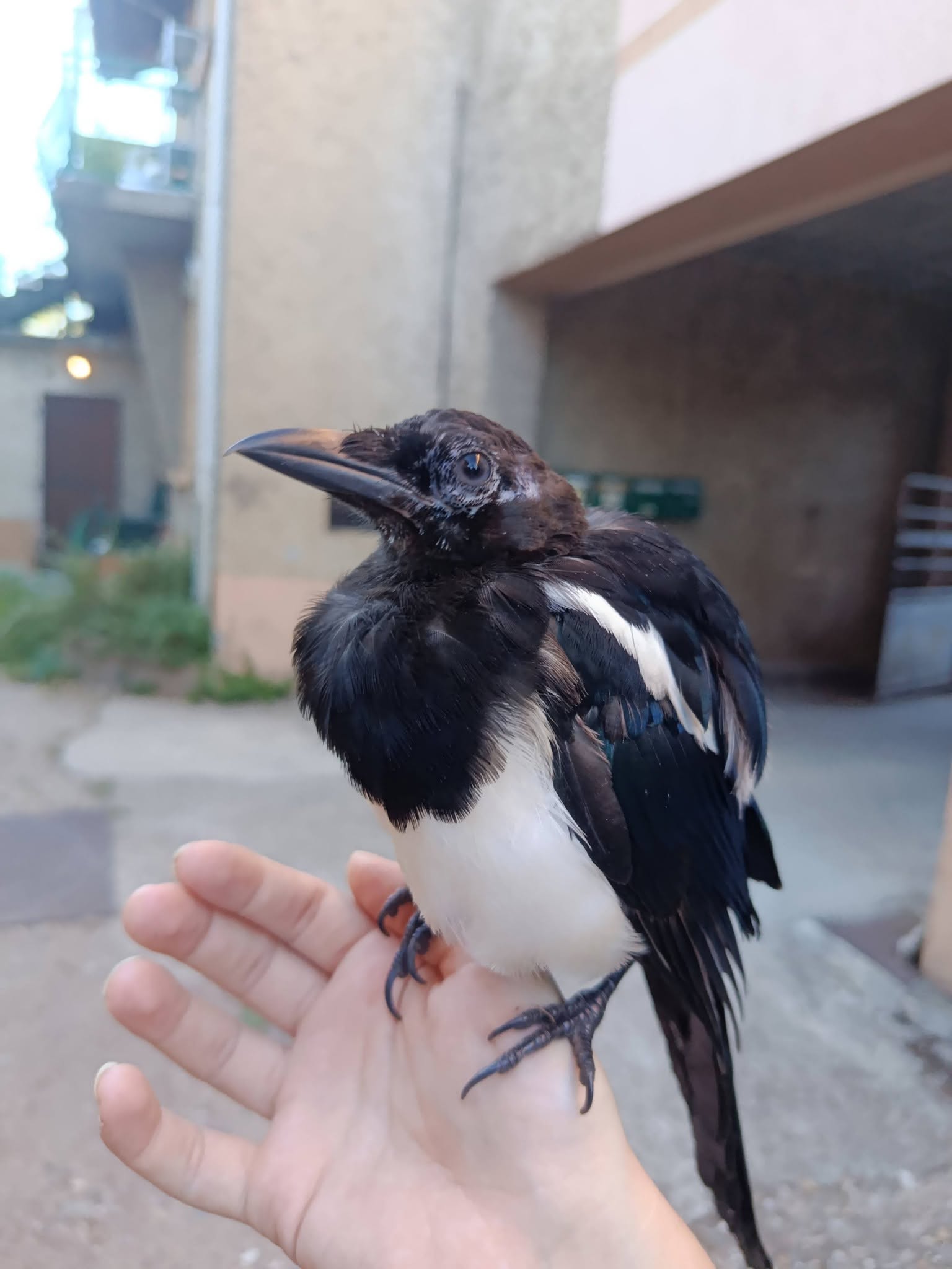 Image animal