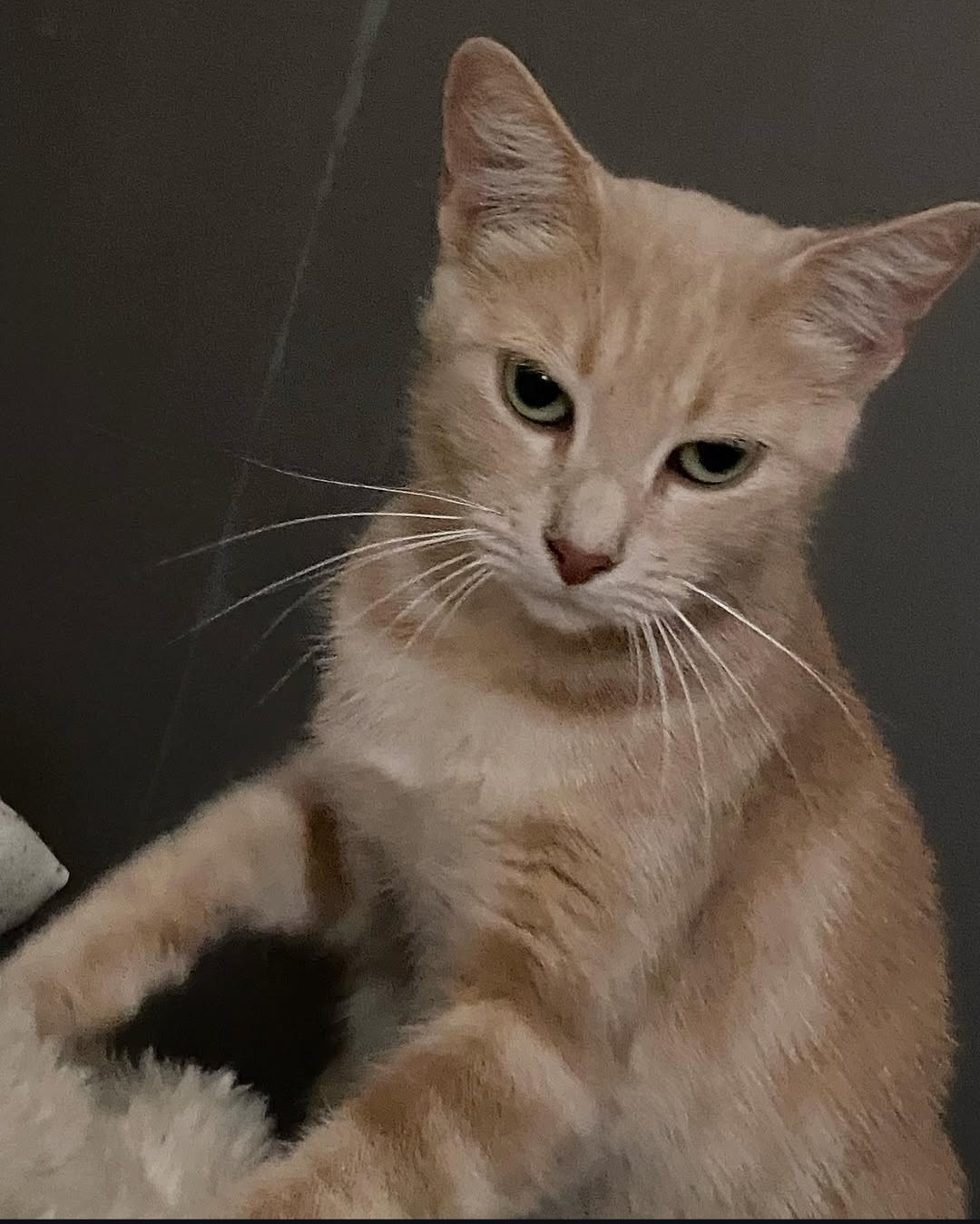 Photo de l'animal