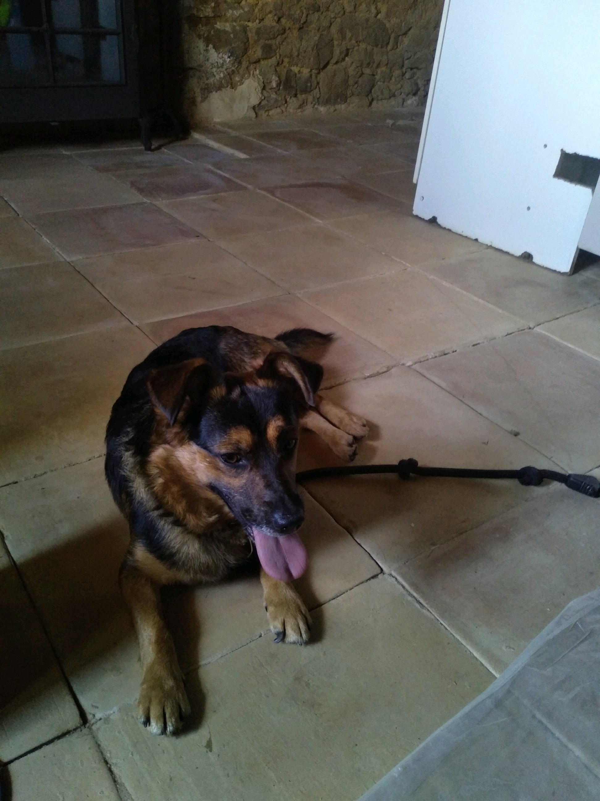 Photo de l'animal