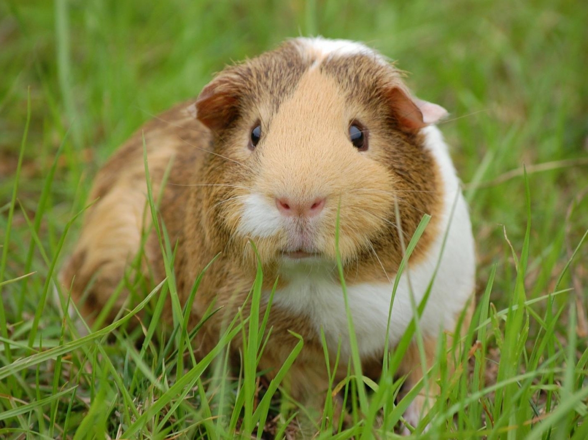 Image animal