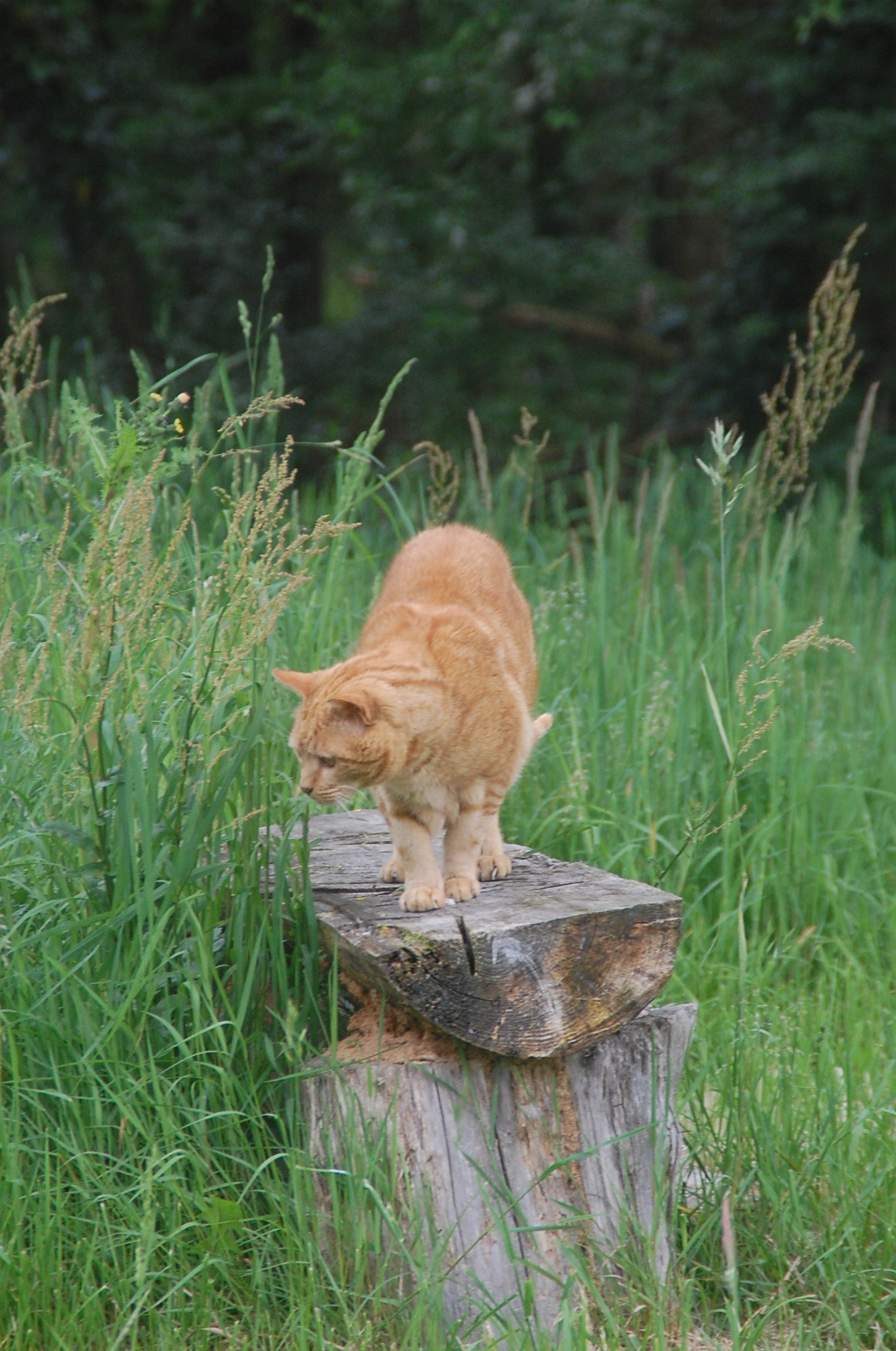 Image animal