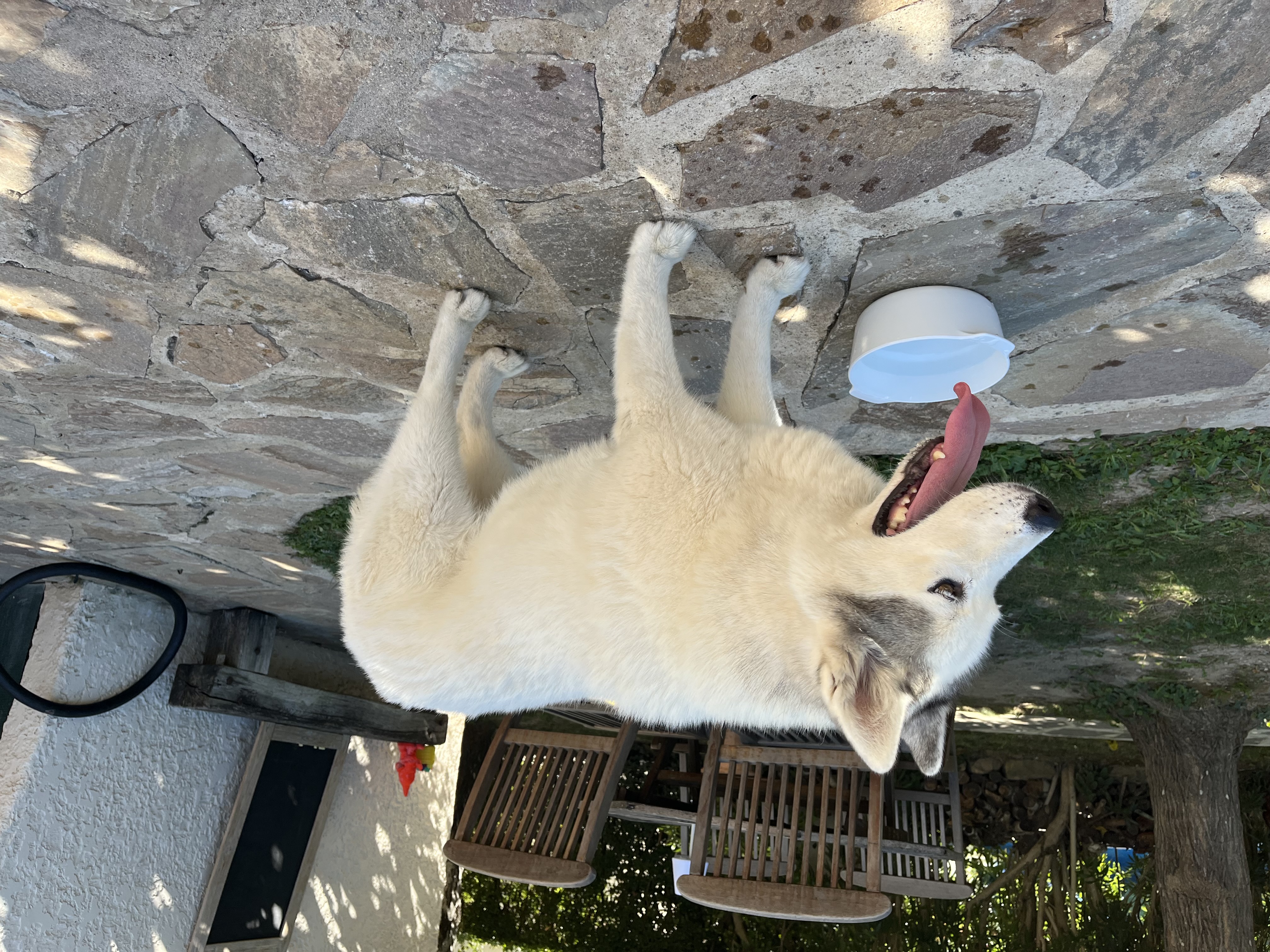 Image animal