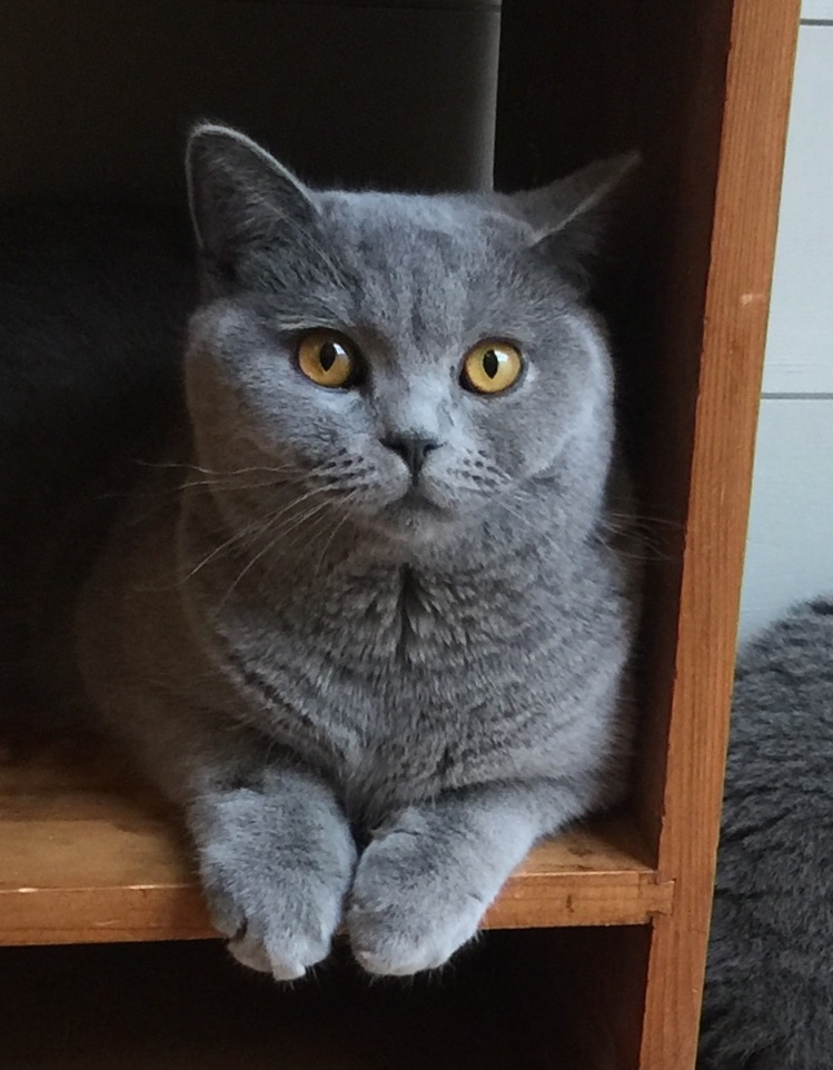 Photo de l'animal