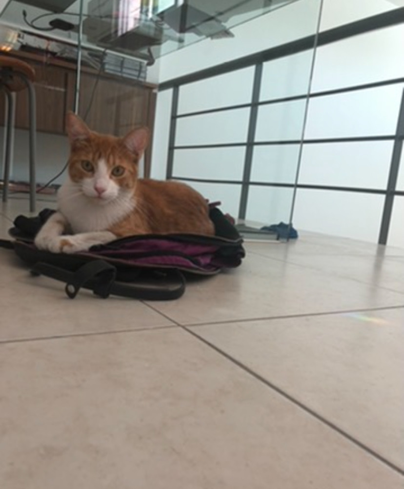 Photo de l'animal