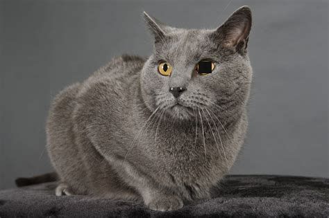 Photo de l'animal