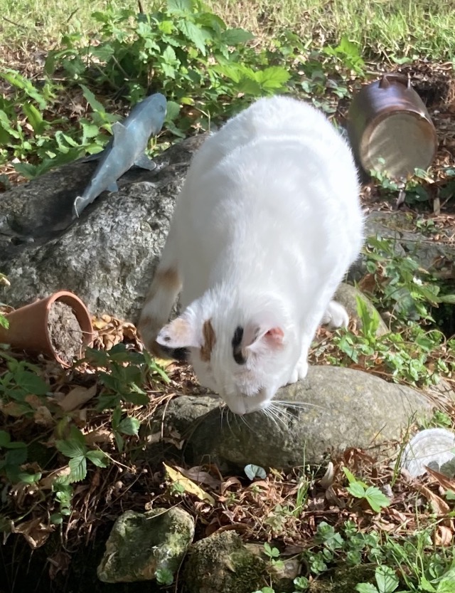Image animal