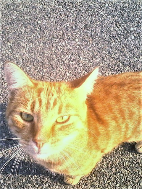 Image animal